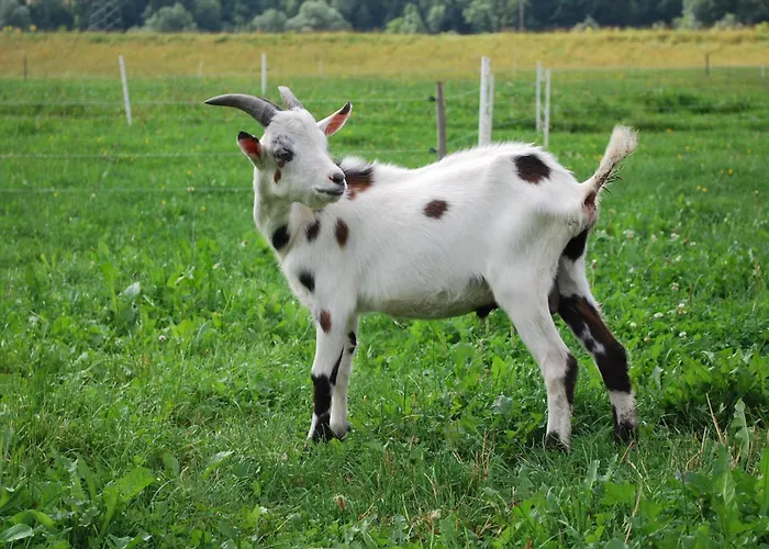 Obergruberhof Апартаменты *