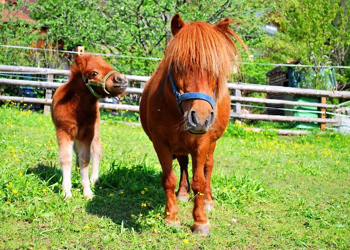 公寓 欧本库培霍夫公寓 *