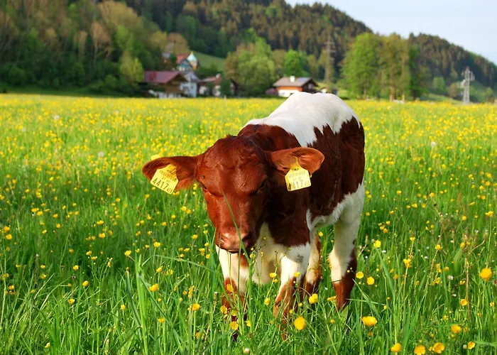 Апартаменты Obergruberhof Шладминг