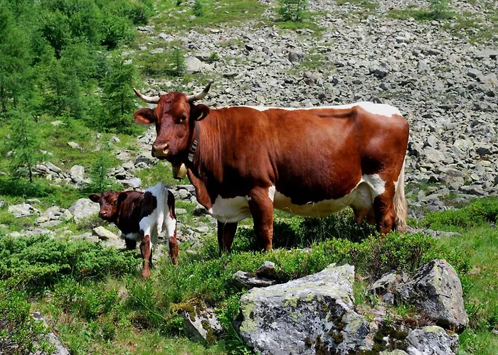 Obergruberhof Шладминг